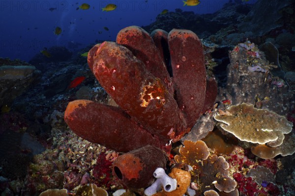 Brown tube sponge (Porifera) with an environment of various marine life forms under water. Dive site Toyapakeh, Nusa Ceningan, Nusa Penida, Bali, Indonesia