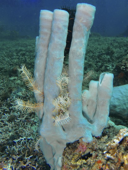 Blue-grey large tubular sponge (Haliclona (Reniera) fascigera) with filigree white elements in a rich underwater fauna. Dive site Pidada, Penyapangan, Bali, Indonesia