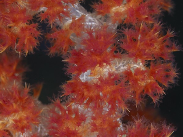 Flowering red tree coral (Dendronephthya) with detailed structures. Dive site Twin Reef, Penyapangan, Bali, Indonesia