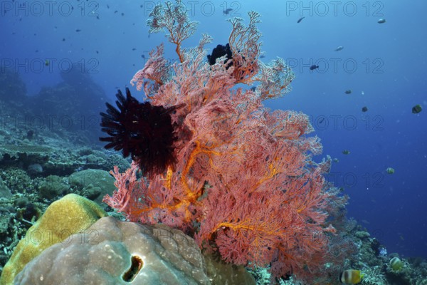 A magnificent red knotted fan (Melithaea ochracea) in the middle of a lively coral reef in blue sea water. Dive site Crystal Bay, Nusa Ceningan, Nusa Penida, Bali, Indonesia