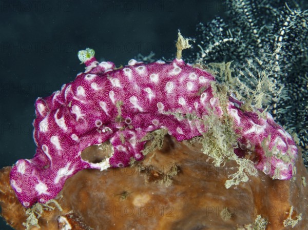 Pink mat sea squirt (Didemnum membranaceum), sea squirt, on a coral reef. Dive site Prapat, Penyapangan, Bali, Indonesia