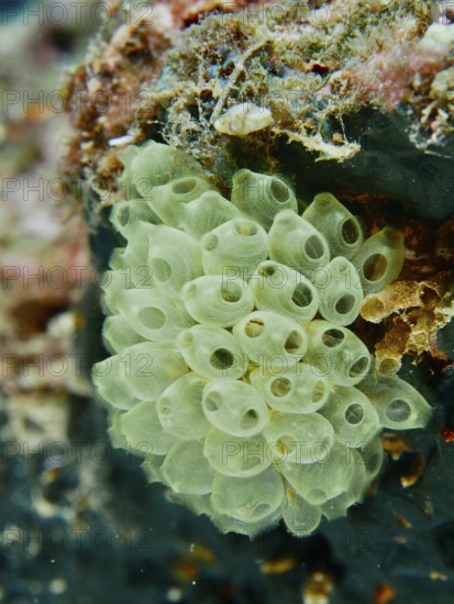 Cluster of green transparent sea squirts, Robust Reef Sea Squirt (Atriolum robustum) juvenile, on a rocky surface. Dive site Prapat, Penyapangan, Bali, Indonesia
