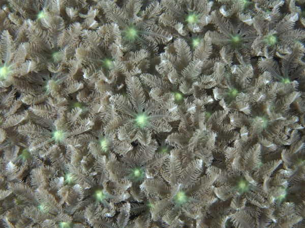 Beige-green star-shaped corals, tube coral (Clavularia viridis), cover the seabed. Dive site Pidada, Penyapangan, Bali, Indonesia