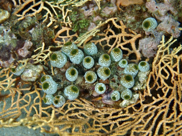 Close-up of green tubular organisms, robust reef squirt (Atriolum robustum), on coral. Dive site Twin Reef, Penyapangan, Bali, Indonesia