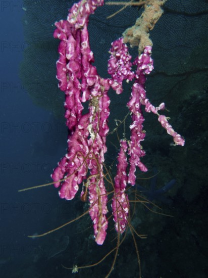 Fine pink mat sea squirt (Didemnum membranaceum), sea squirt hanging in deep water. Dive site Prapat, Penyapangan, Bali, Indonesia