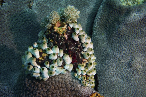 Underwater photograph of robust reef sea squirt (Atriolum robustum) on coral surface. Dive site SD, Nusa Ceningan, Nusa Penida, Bali, Indonesia