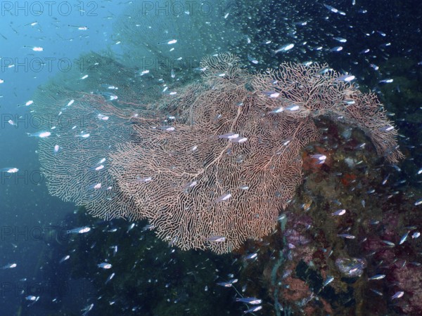 School of small fish swimming around large giant fan coral (Annella mollis) . Dive site Sweet Reef, Penyapangan, Bali, Indonesia