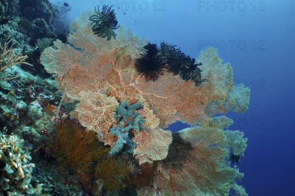 Giant fan coral (Annella mollis) in different colours in blue water. Dive site Coral Garden, Menjangan, Bali, Indonesia