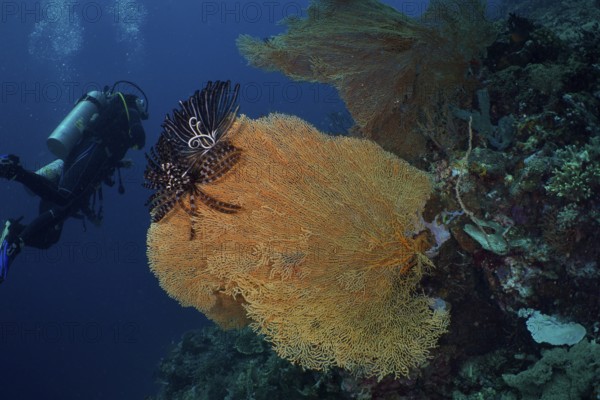 Diver exploring a giant fan coral (Annella mollis) underwater. Dive site Coral Garden, Menjangan, Bali, Indonesia