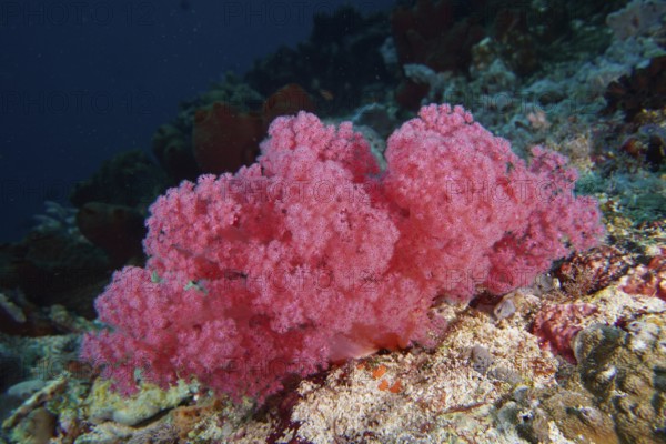 Lush pink coral formation on the seabed. Dive site SD, Nusa Ceningan, Nusa Penida, Bali, Indonesia