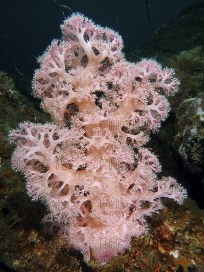 Outstanding pink tree coral (Dendronephthya) in a natural underwater environment. Dive site Magic Forest, Penyapangan, Bali, Indonesia