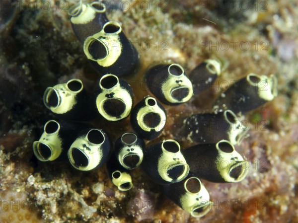 Black-yellow tubular robust sea squirt, club sea squirt (Clavelina robusta), on a reef. Dive site Twin Reef, Penyapangan, Bali, Indonesia