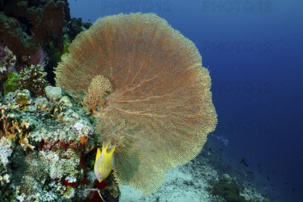 Dominant giant fan coral (Annella mollis) protrudes from an underwater rock. Dive site Coral Garden, Menjangan, Bali, Indonesia