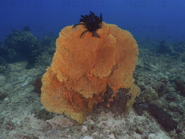 Large orange giant fan coral (Annella mollis) in the seascape. Dive site Magic Forest, Penyapangan, Bali, Indonesia