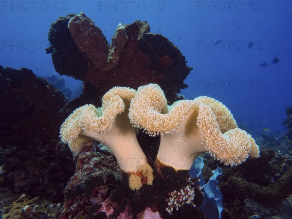 Underwater photo of mushroom leather coral (Sarcophyton glaucum) in a calm sea depth. Dive site Close Encounters, Permuteran, Bali, Indonesia