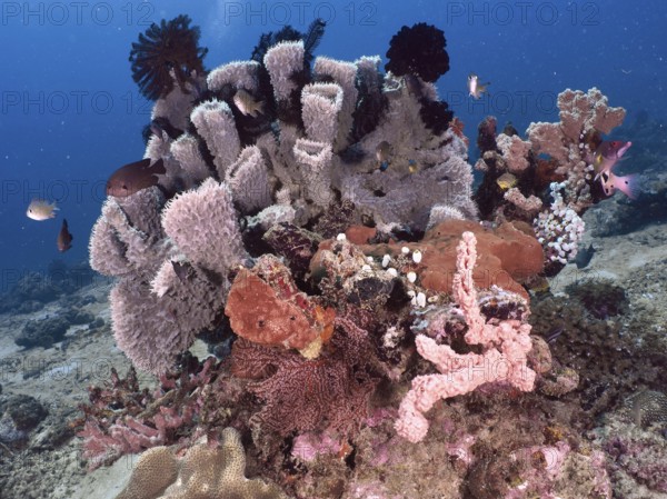 Various pink and purple-coloured specimens of spiny tube sponge (Callyspongia (Cladochalina) aerizusa) surrounded by fish. Dive site Twin Reef, Penyapangan, Bali, Indonesia