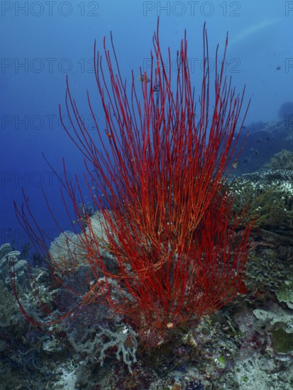 Red bush gorgonian (Ellisella ceratophyta) towering in front of a blue seabed. Dive site Coral Garden, Menjangan, Bali, Indonesia