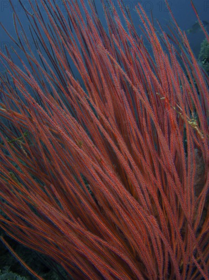 Dense shrub gorgonian (Ellisella ceratophyta), close-up under water. Dive site Spice Reef, Penyapangan, Bali, Indonesia