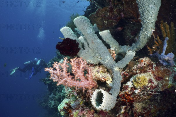 Diver next to colourful corals and spiny tube sponge (Callyspongia (Cladochalina) aerizusa) on the reef wall. Dive site Coral Garden, Menjangan, Bali, Indonesia