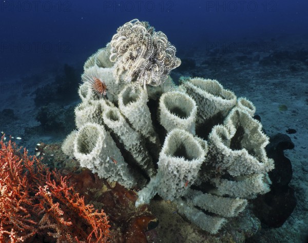 Large spiny tube sponge (Callyspongia (Cladochalina) aerizusa) on the seabed. Dive site Prapat, Penyapangan, Bali, Indonesia