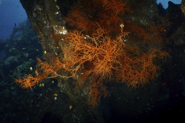 Dark background with orange coloured Black coral (Antipathes dichotoma) . Dive site wreck of the USAT Liberty, Tulamben, Bali, Indonesia