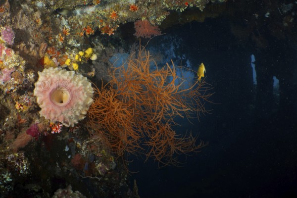 Orange Black coral (Antipathes dichotoma) in contrast to the dark underwater environment. Dive site wreck of the USAT Liberty, Tulamben, Bali, Indonesia