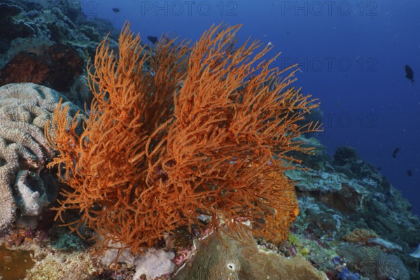 A bright orange Black coral (Antipathes dichotoma) can be seen in the lively coral reef. Dive site SD, Nusa Ceningan, Nusa Penida, Bali, Indonesia