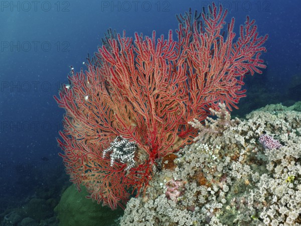Beautiful red knotted fan (Melithaea ochracea) stretches over a rocky reef. Dive site Pidada, Penyapangan, Bali, Indonesia