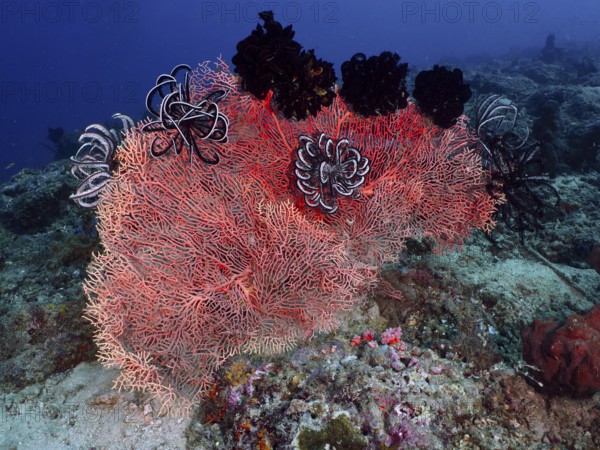 Red knotted fan (Melithaea ochracea) with black feather stars on the seabed. Dive site Close Encounters, Permuteran, Bali, Indonesia