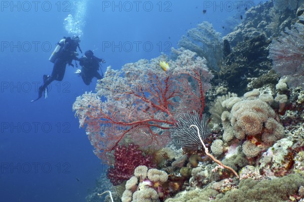 Two divers explore a vibrant coral reef full of colourful corals, including red knot fans (Melithaea ochracea) . Dive site Coral Garden, Menjangan, Bali, Indonesia