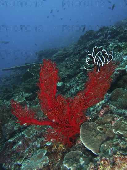 Red knotted fan (Melithaea ochracea) rises up in the deep ocean. Dive site Toyapakeh, Nusa Ceningan, Nusa Penida, Bali, Indonesia