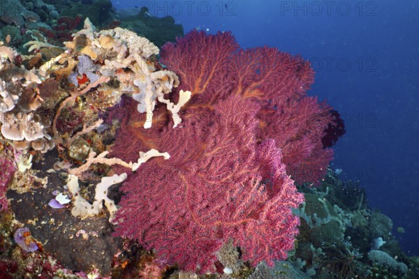 Red knotted fan (Melithaea ochracea) in a colourful underwater landscape. Dive site SD, Nusa Ceningan, Nusa Penida, Bali, Indonesia