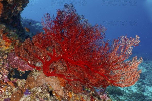 A lush red knotted fan (Melithaea ochracea) forms a lively contrast to the seabed. Dive site Crystal Bay, Nusa Ceningan, Nusa Penida, Bali, Indonesia