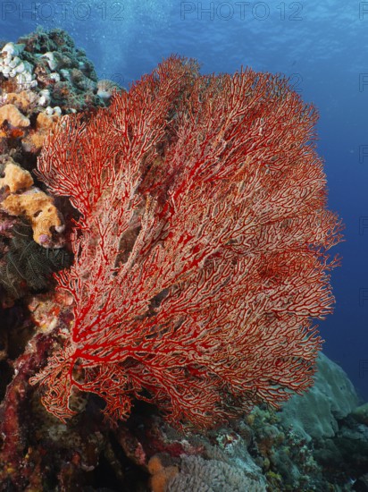 A large red knotted fan (Melithaea ochracea) spreads out in the clear blue water. Dive site SD, Nusa Ceningan, Nusa Penida, Bali, Indonesia