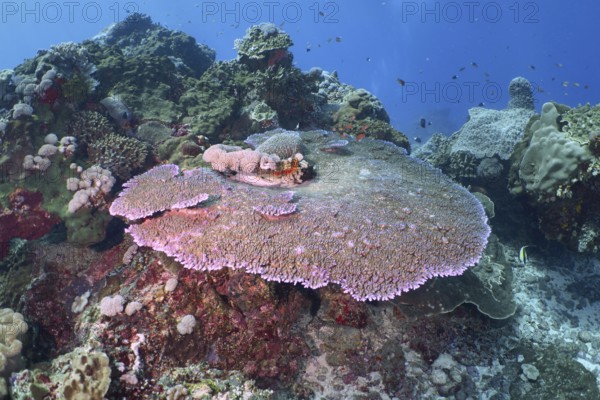 Diverse underwater reef with table coral (Acropora hyacinthus) . Dive site Toyapakeh, Nusa Ceningan, Nusa Penida, Bali, Indonesia