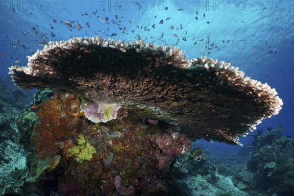 Hyacinth Table Coral (Acropora hyacinthus) in the sea surrounded by smaller fish. Dive site SD, Nusa Ceningan, Nusa Penida, Bali, Indonesia