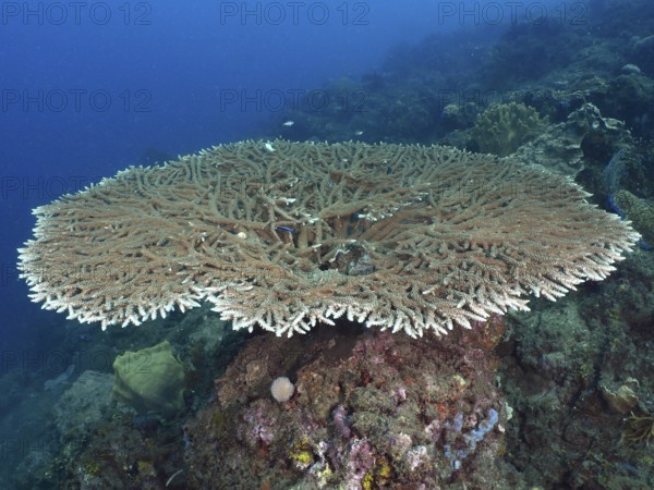 Hyacinth Table Coral (Acropora hyacinthus) presents itself on an underwater rock. Dive site Spice Reef, Penyapangan, Bali, Indonesia