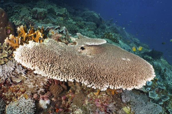 Hyacinth Table Coral (Acropora hyacinthus) with surrounding corals in a colourful reef. Dive site Toyapakeh, Nusa Ceningan, Nusa Penida, Bali, Indonesia