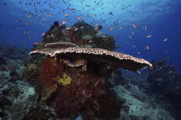 Lively underwater reef with table coral (Acropora hyacinthus) and colourful fish against a blue background. Dive site SD, Nusa Ceningan, Nusa Penida, Bali, Indonesia