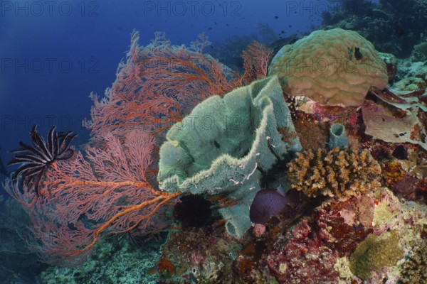Varied colourful corals and spiny tube sponge (Callyspongia (Cladochalina) aerizusa) on a lively sea reef. Dive site Coral Garden, Menjangan, Bali, Indonesia