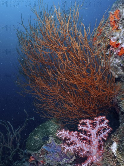Colourful coral reef with Black coral (Antipathes dichotoma) and blue background in the sea. Dive site Pidada, Penyapangan, Bali, Indonesia