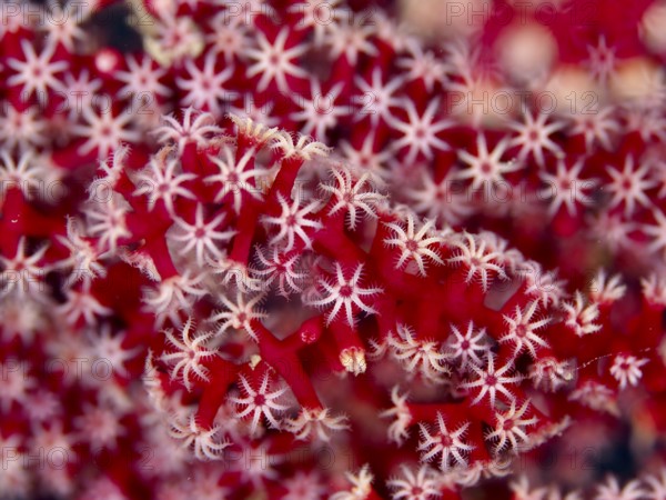 Delicate red and white star-shaped polyps of red knot fan (Melithaea ochracea) at close range. Dive site Twin Reef, Penyapangan, Bali, Indonesia
