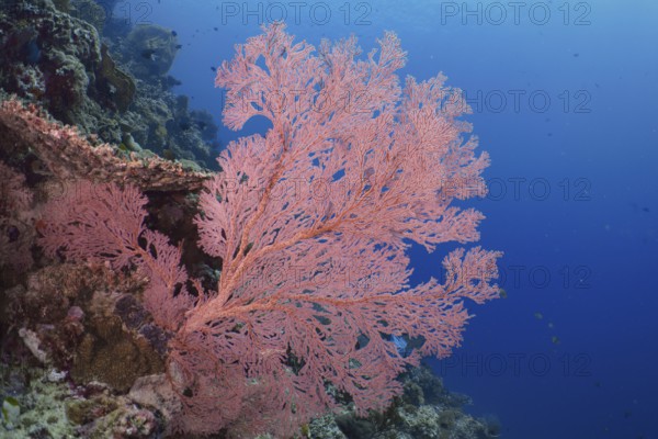 Red knotted fan (Melithaea ochracea) stands out against the shimmering blue water. Dive site Coral Garden, Menjangan, Bali, Indonesia
