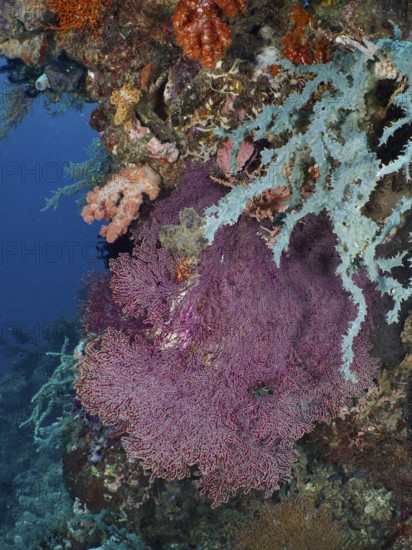 Red knotted fan (Melithaea ochracea) in the middle of a colourful coral reef. Dive site Coral Garden, Menjangan, Bali, Indonesia