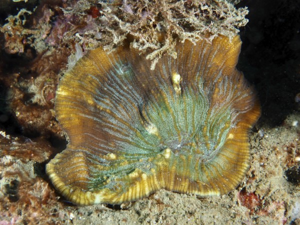 Detailed view of a bulging coral (Open brain coral) on the seabed. Dive site Prapat, Penyapangan, Bali, Indonesia