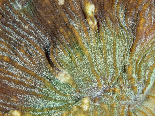 Close-up of the complex patterns of a bulging coral (Open brain coral), stony coral. Dive site Prapat, Penyapangan, Bali, Indonesia