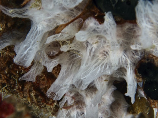 Detailed view of white sponge (Petromica massalis), sea sponge. Dive site Prapat, Penyapangan, Bali, Indonesia