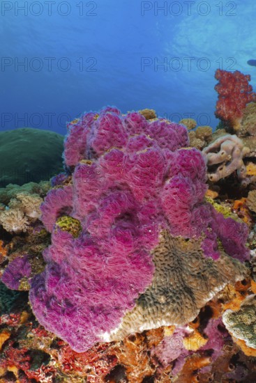 Intensely coloured violet ray sponge (Chalinula nematifera) in a marine environment. Dive site SD, Nusa Ceningan, Nusa Penida, Bali, Indonesia