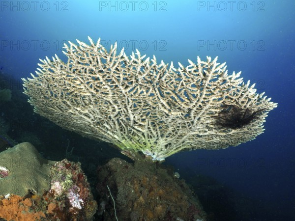 Elegant table coral (Acropora hyacinthus) in blue sea water. Dive site Spice Reef, Penyapangan, Bali, Indonesia
