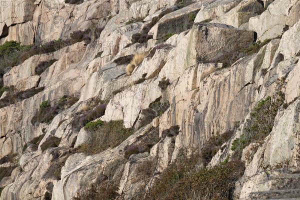 Bohus granite and vegetation, rocky coast, Ramsvik, Naturreservat Ramsviklandet, Bohuslän, Skagerrak, Sotenäs, Västra Götalands län, Sweden